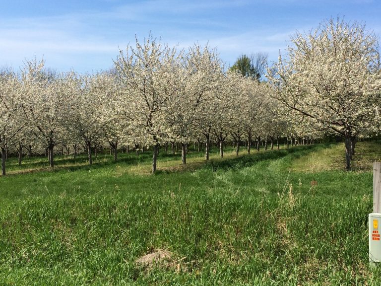 AppleBlossoms